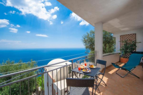  Amalfi Coast Bougainvillea  Фуроре